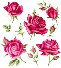 Vector Set Of Decorative Pink Roses And Buds.  Vintage Flowers