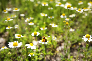 Canvas Print - Wildflowers on meadow