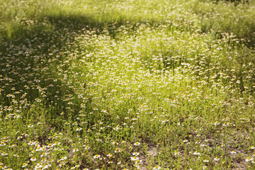 Canvas Print - Wildflowers on meadow