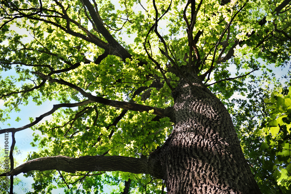 Tree in wild forest