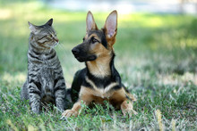 More Dogs Free Stock Photo - Public Domain Pictures