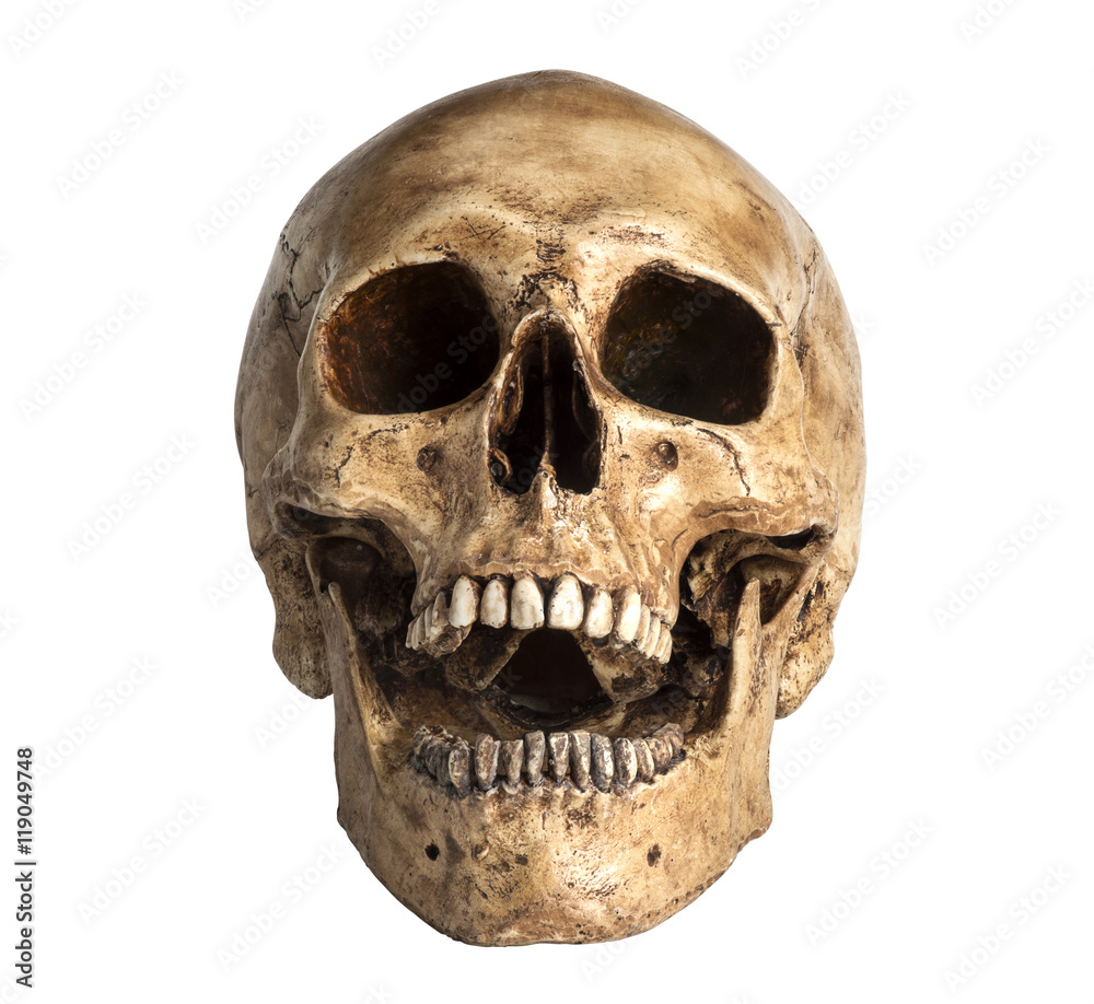 skull model in open the mouth pose isolated on white background - obrazy, fototapety, plakaty 