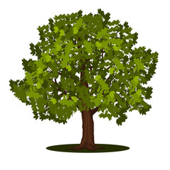 detached tree maple with leaves