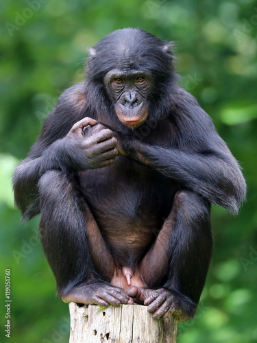 Zdjęcie XXL Bonobo