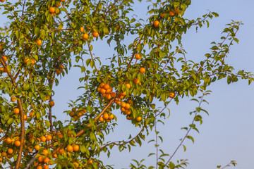 Wall Mural - fruit trees with fruits on the sky background