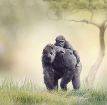 Gorilla Female With Her Baby