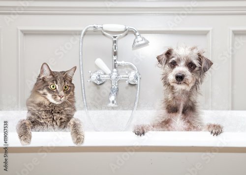 Obraz na plátně  Dog and Cat in Bathtub Together