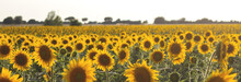 Sunflowers Field 