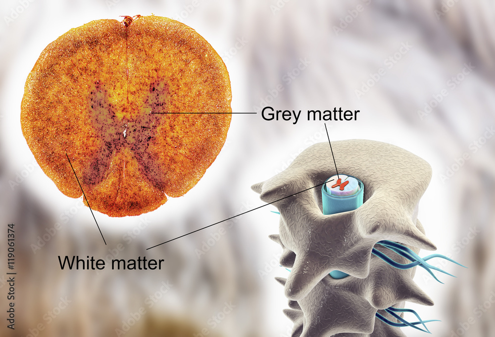 Spinal Cord Cross section Light Micrograph And 3D Illustration Which Spinal Cord Cross section Light Micrograph And 3D Illustration Which