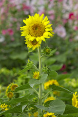 Wall Mural - Sunflower by setting sun (Helianthus annuus) in the farm