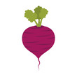 beet beetroot food  vegetable root organic natural vector illustration