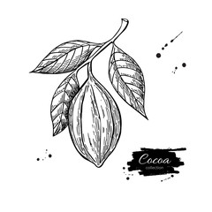 Wall Mural - Cocoa branch vector superfood drawing. Isolated hand drawn