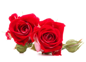 Red rose flower bouquet isolated on white background cutout