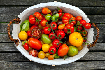 Poster - colorful tomatoes in basket