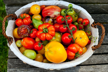 Canvas Print - colorful tomatoes in basket