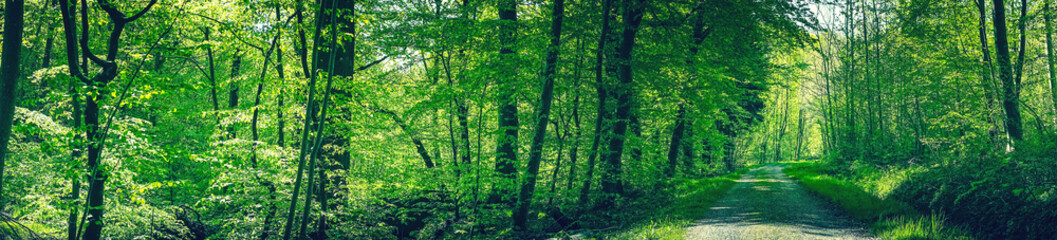 Wall Mural - road in a green beech forest