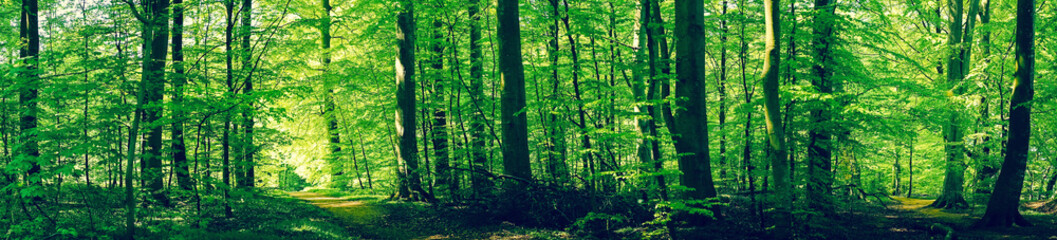 Wall Mural - forest scenery with green beech trees
