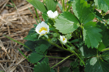 spring flowers, buds and leaves of strawberries under the warm r