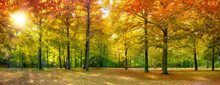 Bunter Herbstwald Im Sonnenlicht