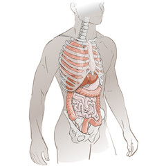 human body parts
