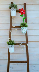 Wooden ladder with flowers close to a wooden wall