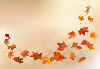 Wall Mural - Maple red autumn falling leaves, isolated on natural background.
