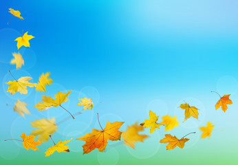 Wall Mural - Maple yellow autumn falling leaves on natural background.