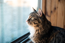 Cat Looks Out The Window. Beautiful Cat Sitting On A Windowsill And Looking To The Window