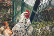 Mottled hen in a farm - Organic farm through the fence