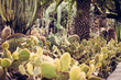 Cactus forest in Gran Canaria island (Spain)