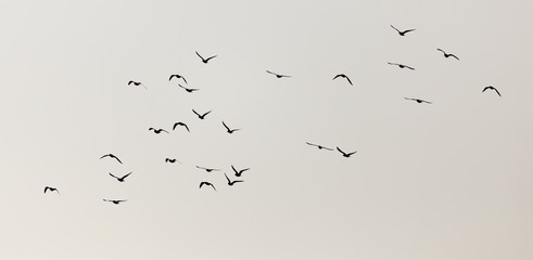 a flock of seagulls in the sky at sunset