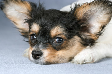 Cute puppy of the Continental Toy spaniel - Papillon - on a blue-gray background