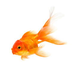 Wall Mural - Goldfish isolated on white background