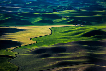  The rolling wheat fields. Location in Steptoe, Washington, United States