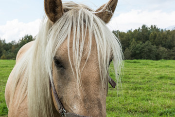 Brown horse watching something on a summer day