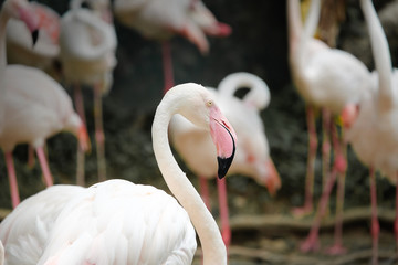 Poster - Beautiful pink big bird Greater Flamingo - Soft Focus