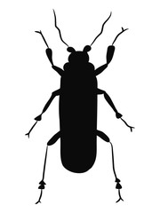 Poster - beetle insect