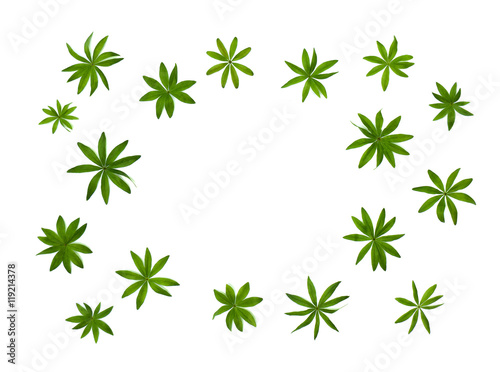 Fotomural Leaves Galium odoratum, sweetscented bedstraw, (Common names: woodruff, sweet woodruff, and wild baby's breath, master of the woods) on a white background with space for text