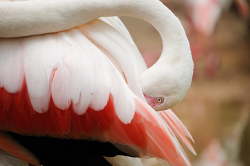 Poster - Beautiful pink big bird Greater Flamingo - Soft Focus