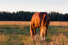 Red Horse At Golden Hour On A Pasture