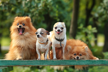 Canvas Print - Cute dogs in the park