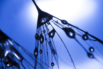 Canvas Print - Macro, abstract composition with water drops on dandelion seeds