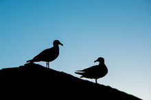 Silhouette Of Two Seagulls Standing On Roof During Sunset Against Blue Sky With One Looking Back