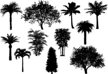 Tree's Silhouette Collection