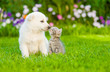 kitten kissing  White Swiss Shepherd`s puppy on green grass