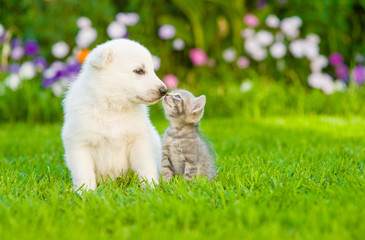 Poster - kitten kissing  White Swiss Shepherd`s puppy on green grass