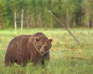 Wall Mural - big male brown bear (ursus arctos) walking in the bog on a summer evening