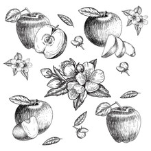 Set Of Hand Drawn Apple. Vintage Sketch Style Illustration. Organic Eco Food. Whole , Sliced Pieces Half,leaves And Flowers Leave . Fruit Engraved  .