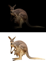 Female Kangaroo And Joey