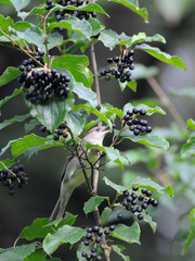 Wall Mural - Blackcap eats berries